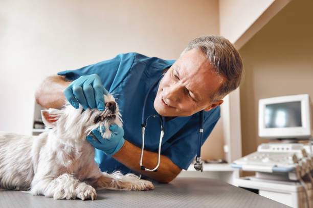 Best Urgent Dental Care for Toothache in Marvin, NC